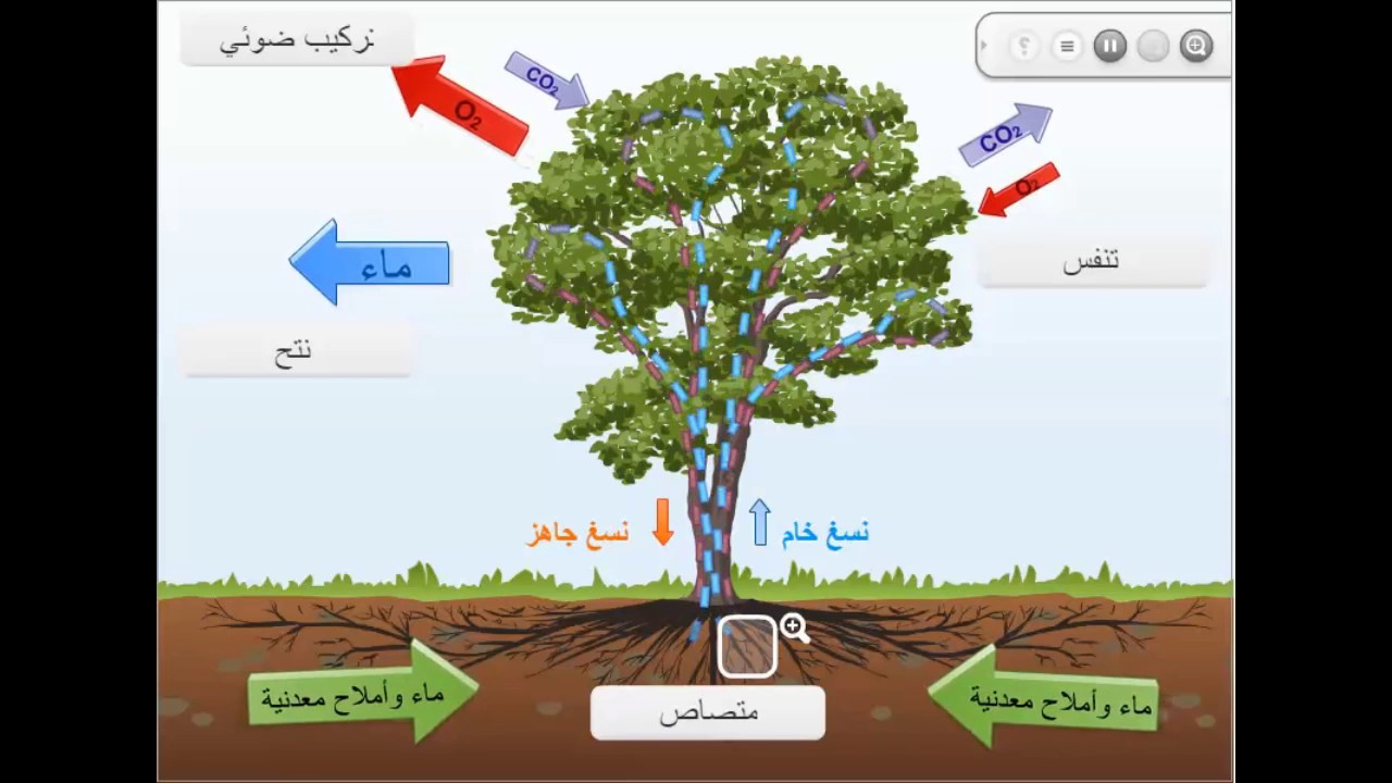 ملخص سريان النسغ، التركيب الضوئي والنتح في مخطط واحد، توضيح الغازات المتبادلة في كل حالة