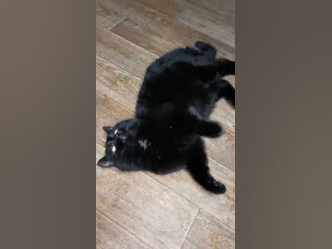 Злюкин кошкен.... - YouTube