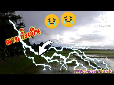 #เพลง ตายทั้งเป็น#พจน์ สุวรรณพันธ์ ร้องโดย ยายwandee ชาแนล