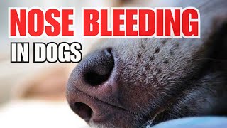 NOSE BLEEDING ba si doggy mo? Thats what we call, EPISTAXIS!