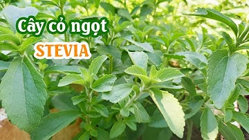 Cây cỏ ngọt: Tác dụng tuyệt vời và cách trồng