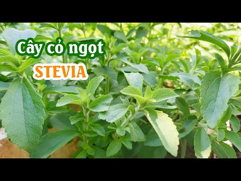 Video: Cách trồng cây cỏ ngọt tại nhà? Công dụng và lợi ích của Stevia