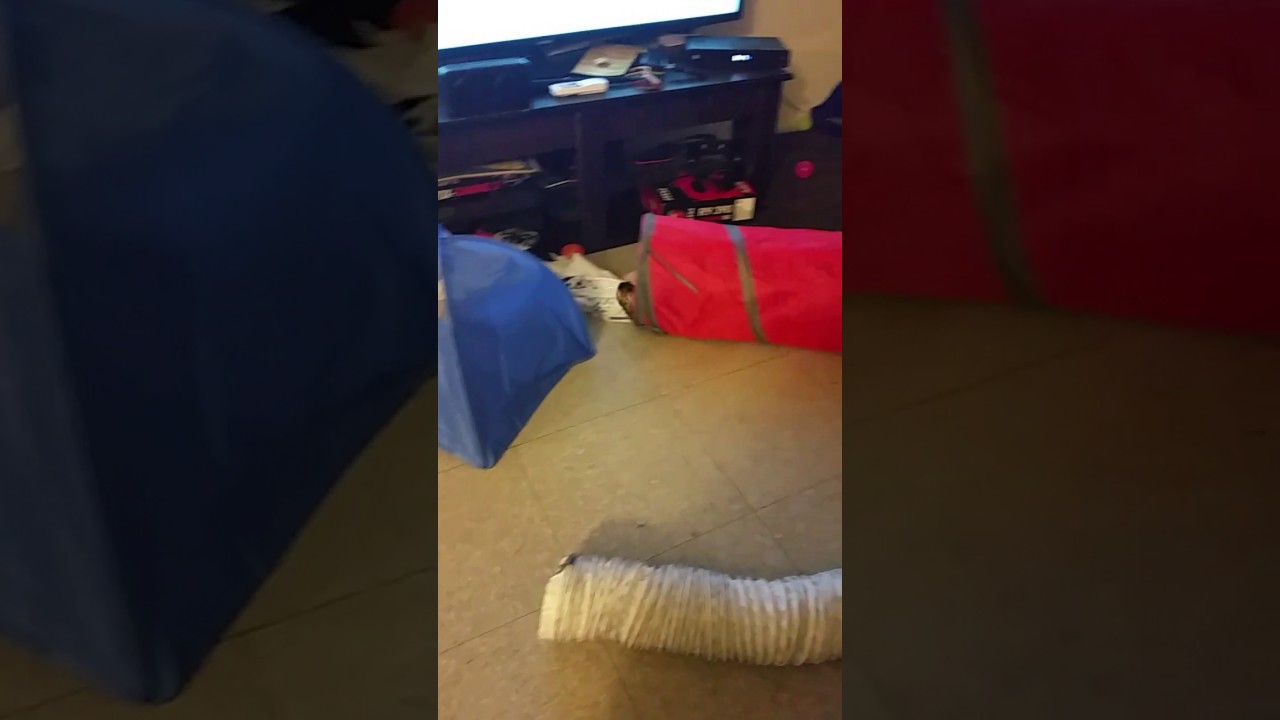 Friday Dance party ferret way