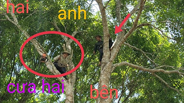 năm anh thợ cưa hạ cây xà cừ cổ thụ không cho ngã vào đám bắp còn tơ tập 1