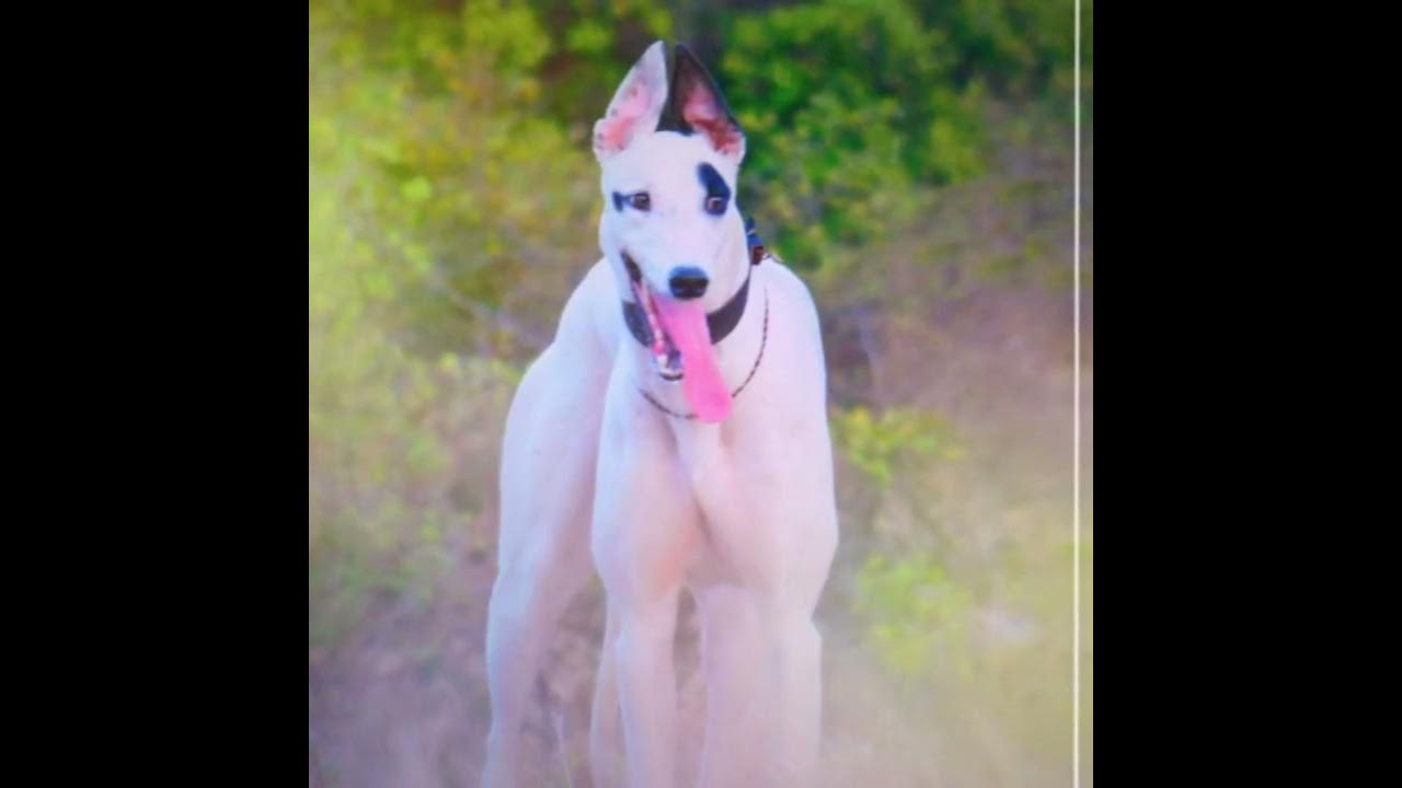 Greyhound Racing Dog Maharashtra! Mahi Dog Lovers YouTube