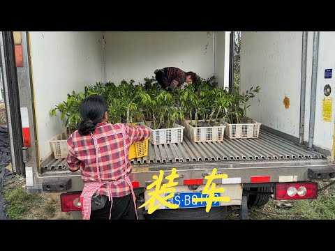 【老林赶野】給廣西貴港的老客戶黃總，裝兩車5000棵金沙葉跟流油王奇楠苗