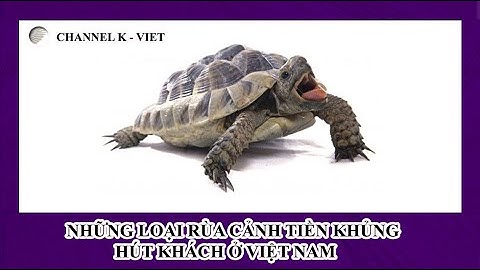 Những loại rùa cảnh tiền khủng hút khách ở VIỆT NAM