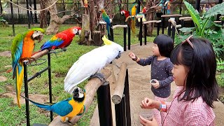 Kasih Makan Burung Macaw dan Kakatua - Mengenal Burung di Taman Burung by harper apple 2,968 views 1 month ago 9 minutes, 8 seconds