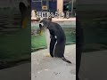 ペンギン大好き飼育スタッフによる実況 第4弾 #shorts