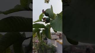 plants report #vlogs #garden #shorts