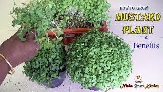 How to grow Mustard Plant | Benefits of Mustard Leaves | കടുക് ഇലകൾ | Nisha Rose Kitchen