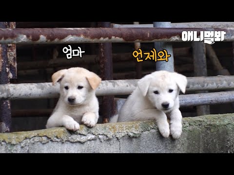 어미개가 강아지 7남매를 사람에게 맡긴 이유ㅣThe Reason Why Mother Dog Trusted Her 7 Puppies With a Human