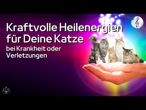 Video: Eine sterbende Katze beruhigen – wikiHow