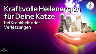 Heilenergien für Katzen 🙌🏼 | Immunsystem & Selbstheilungskräfte stärken | Kranke Katze |Verletzungen