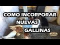 Como Meter Gallinas Nuevas al gallinero