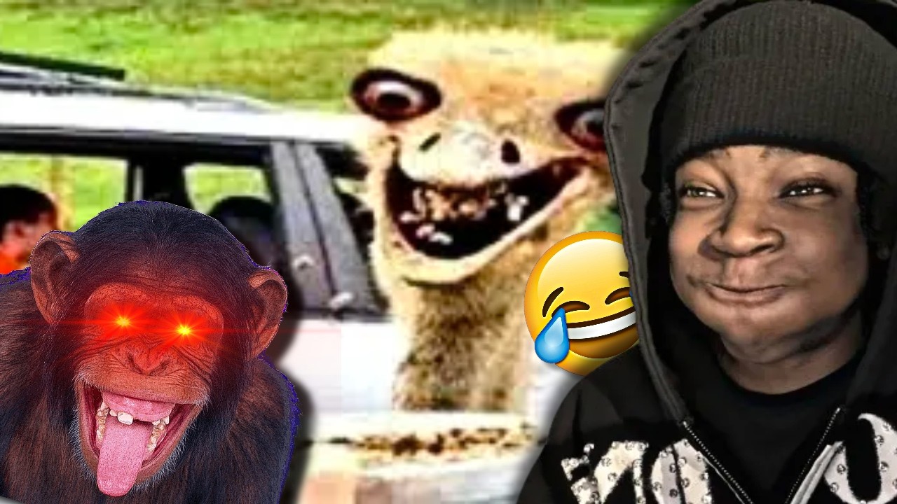 THESE VIDEOS ARE TRASH | Try Not To Laugh 1