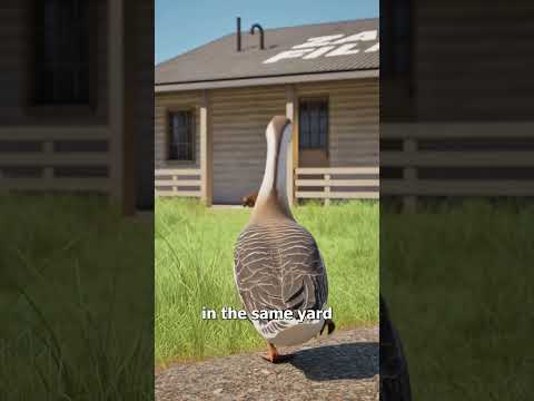 This Goose Became A Blind Dog’s Guide 🥲