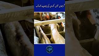 Goats favorite food in summer Goat market Lahore, Saggian. More animals, fewer buyers,