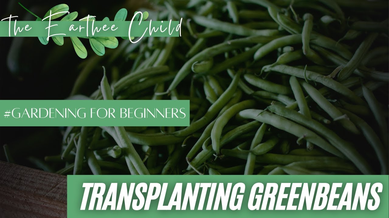 Gardening for Beginners Transplanting Green Beans YouTube