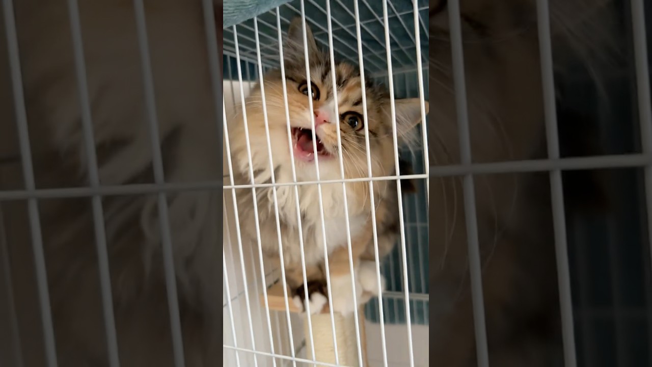 嬉しさが全部音に出る新入り猫。