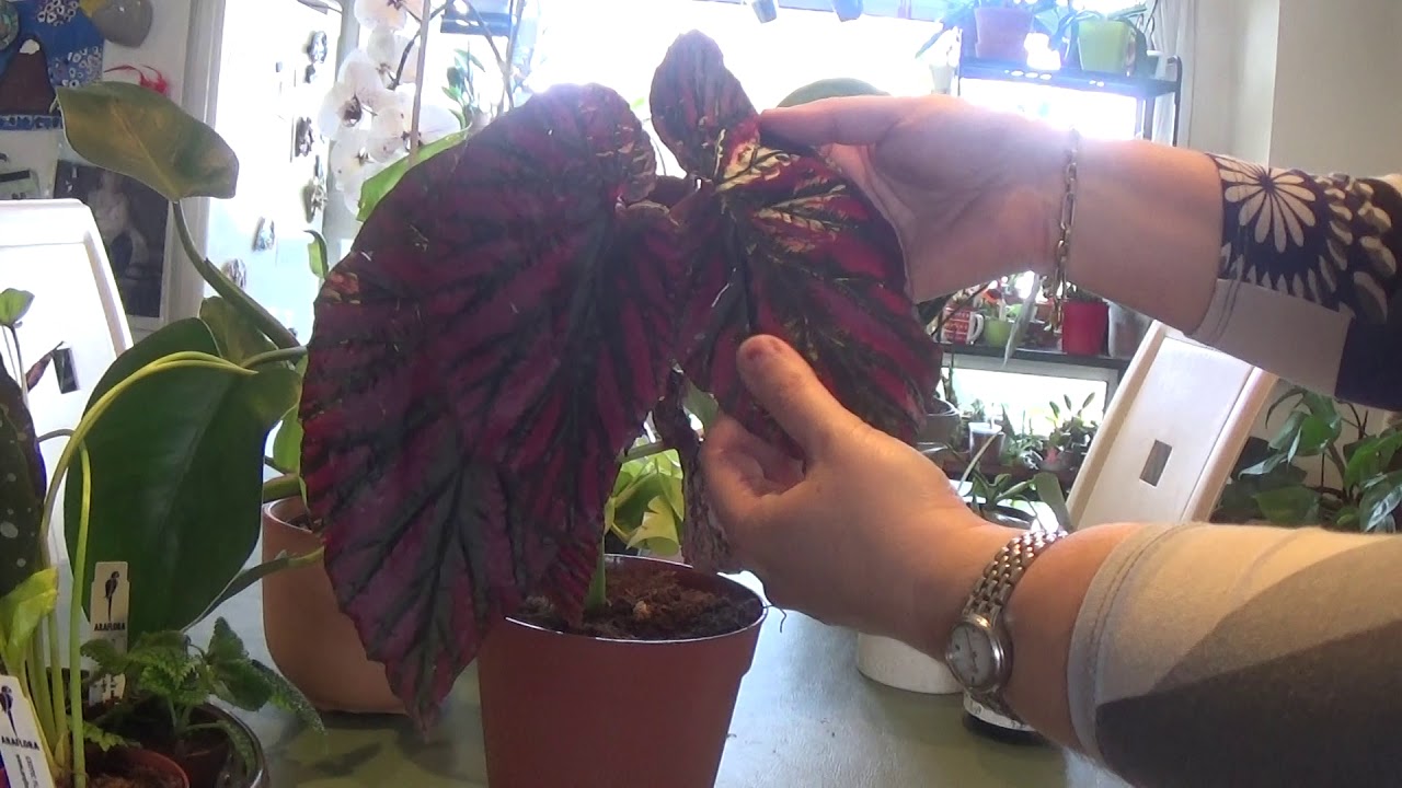 House Plant Haul_Araflora Baby Plants YouTube