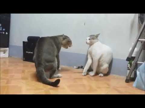 Capivara dançando na Lua e gato lutando karatê: agora você pode