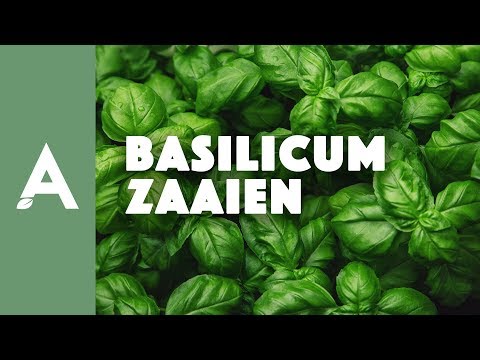 Basilicum zaaien - Een groener thuis! #16