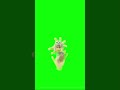 ferret wiggle dance #roblox #shorts