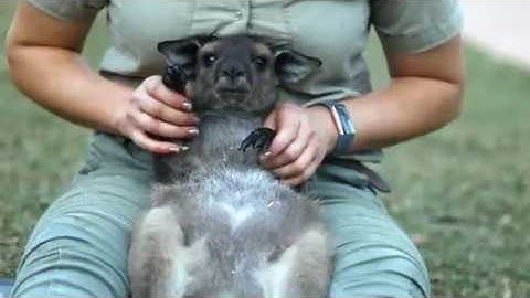 PEACHES THE KANGAROO JOEY! | The Australian Reptile Park