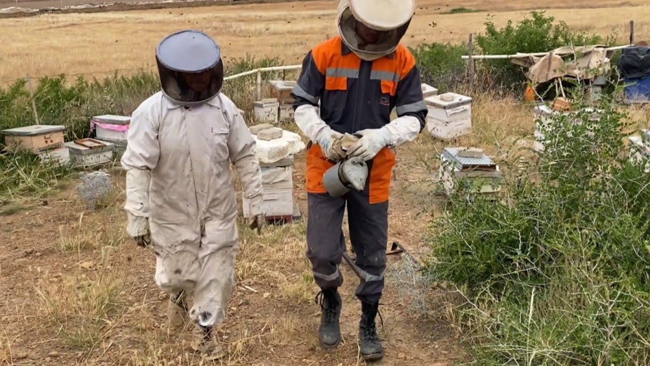 مراقبة سروح نحل في سدر و تفقد مخزون العاسلات (الجزء الثاني )