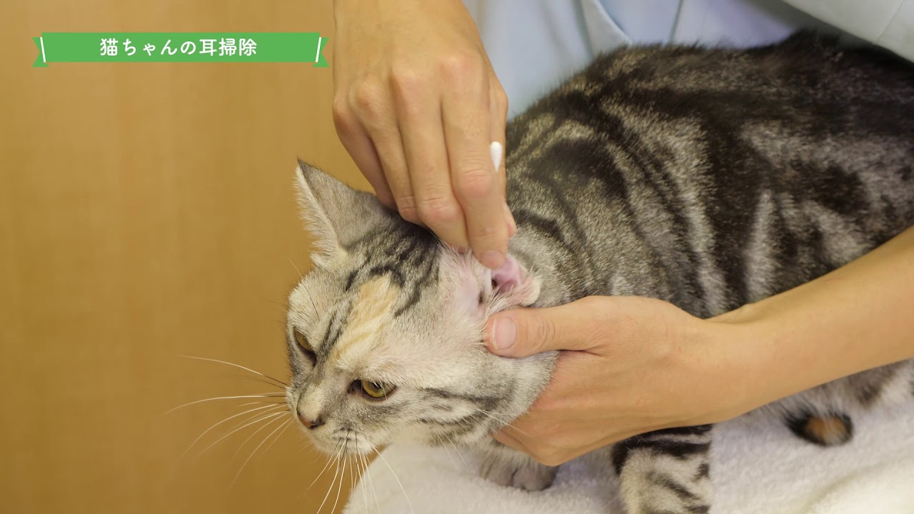 猫ちゃんのための自宅お手入れ動画 耳掃除 編 54秒 ライオン Youtube