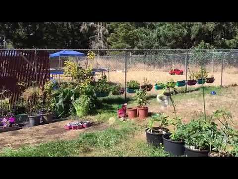 Video: Celeste Fig Tree Info - Wie man Celeste Feigen im Garten anbaut