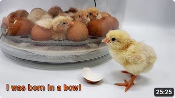 I was born in a bowl - Automatic chicken incubator {Ali Ramay Official}