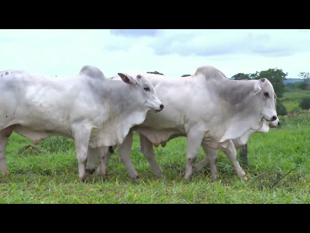 Lote 78 - 18º Leilão Fazenda Fortaleza