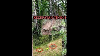 very fast pig chase actions. #burubabisumbar
