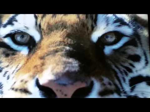 Big Cat Week 2015