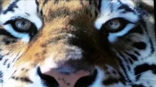 Big Cat Week 2015