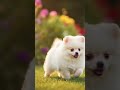 #cutebaby #cat #comedy #animatedcartoon #dudidudidam #3danimation 3d