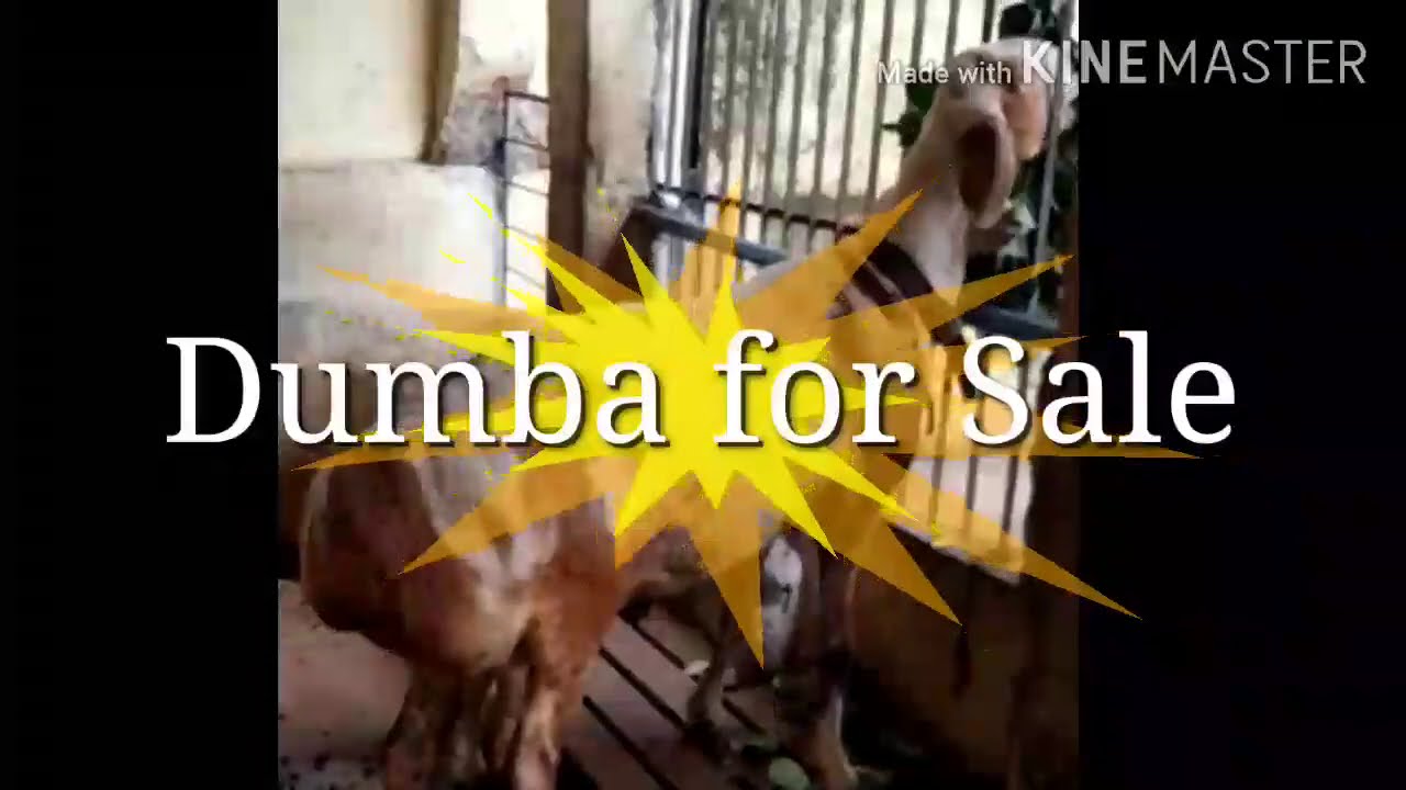Dumba For Sale in Kolkata| Cheapest Dumba in Tanti Bagan| Bakrid Special Sale 2020