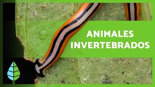 ANIMALES INVERTEBRADOS  (Características, Clasificación y Ejemplos)