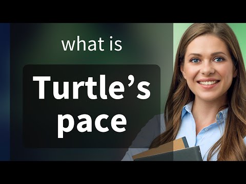 Understanding "Turtle's Pace": A Guide to English Idioms