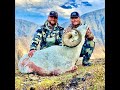 Dall Sheep 2020 Part 2