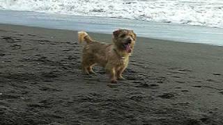 Norwich Terrier and Norfolk Terrier at Chigasaki Beach