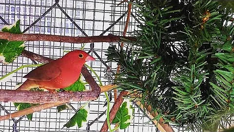 How to set up bird breeding cages for success | Bird cage | Finches - DayDayNews