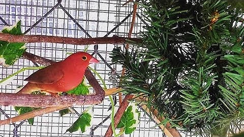 How to set up bird breeding cages for success | Bird cage | Finches