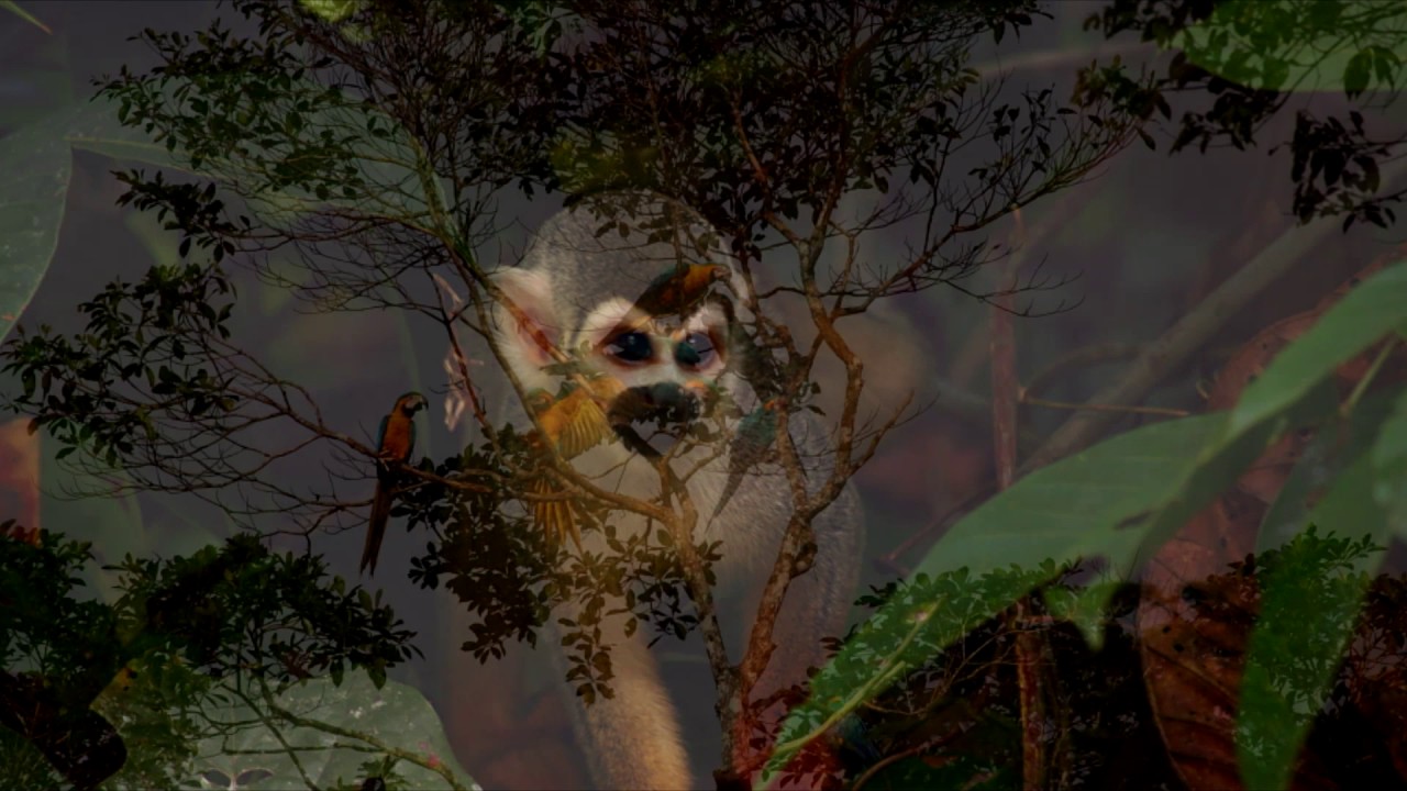 Amazon Nature Trips in Ecuador: The Wild Shiripuno Lodge