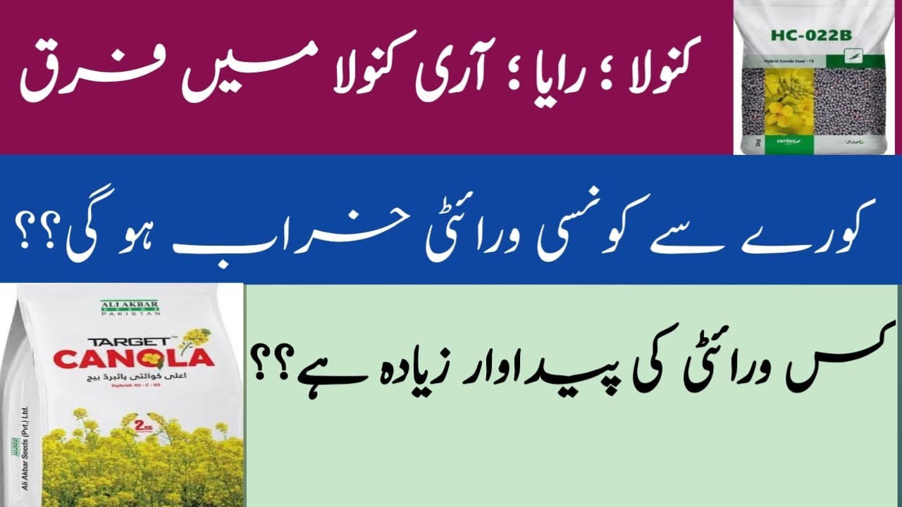 What is difference between Mustard/ Raya Canola and Sarson || AARI Canola || UAF-11 || Shahzad Munir