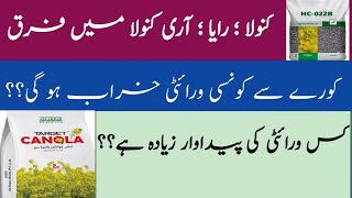 What is difference between Mustard/ Raya Canola and Sarson || AARI Canola || UAF-11 || Shahzad Munir Difference Between Canola Rapeseed And Raya Mustard