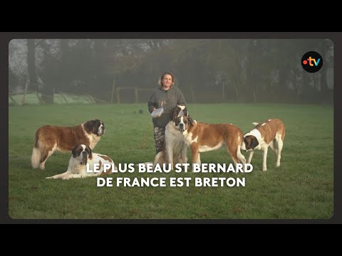 Le Saint-bernard breton se prépare pour concourir aux championnats d'Europe l'an prochain