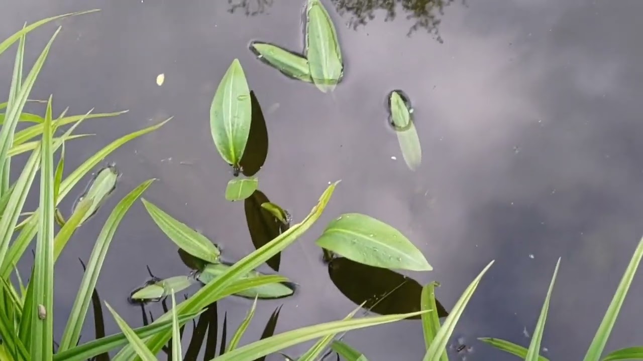 Железо атакует!Последствия копки пруда на болоте...Закинул удочку в пруд...